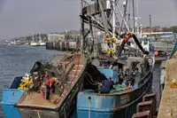 পার্স সেইনার বিক্রির জন্য