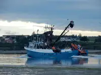 পার্স সেইনার বিক্রির জন্য