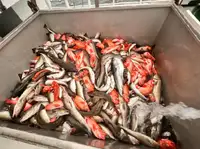 Trawler বিক্রির জন্য
