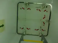 বাল্ক বাহক বিক্রির জন্য