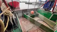 সরাসরি মাছবাহী জাহাজ বিক্রির জন্য
