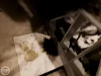 ফেরি জাহাজ বিক্রির জন্য