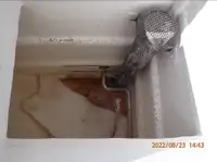 পার্স সেইনার বিক্রির জন্য