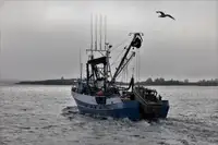 পার্স সেইনার বিক্রির জন্য