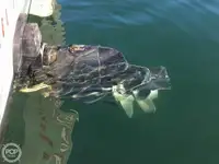 ট্রলার বিক্রির জন্য